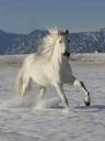 1145908~Gray-Andalusian-Stallion-Cantering-in-Snow-Longmont-Colorado-USA-Posters.jpg
