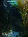 Kelp_Forest_by_twilight_stock.jpg