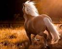 exciting-white-running-horse-wallpaper-backgrounds.jpg