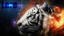 Tiger-Head-2560x1440-Wallpaper-WallpapersHunt5.jpg