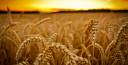 sunset_landscapes_nature_yellow_grass_fields_wheat_plants_1920x1080_369182.jpg