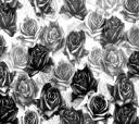 my-black-roses.jpg