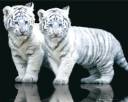 Mini-Posters-White-tiger-cubs-72893.jpg
