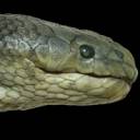 Beaked-sea-snake.jpg