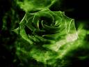 Emerald rose.jpg