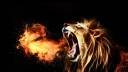 15960-roaring-lion-1920x1200-animal-wallpaper.jpg