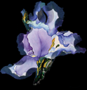 orchid.png