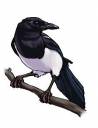 Magpie.jpg