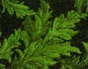 texture4059711.gif