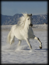 1145908~Gray-Andalusian-Stallion-Cantering-in-Snow-Longmont-Colorado-USA-Posters.png