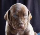 pup brown dog white chest.jpg