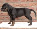 pup black female.jpg
