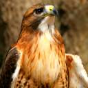 Red Tailed Hawk.jpg