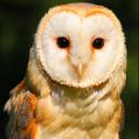 Barn Owl.jpg