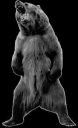 bear3.png