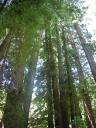 220px-Redwoods_in_Muir_Woods_2.JPG