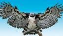 harpy eagle banner.jpg