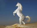 Arabian-Horse-White-Stallion.jpg