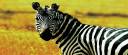 4563702-8644993265-zebra-700x300.jpg