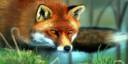 art_fox_animal_snout_ginger_grass_stuff_hd-wallpaper-422264-700x350.jpg