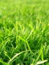 15815-grass-material.jpg