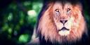 lion-feature-don-johnson-500x250.jpg