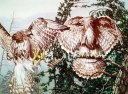 pair-of-eagles-illusion.png