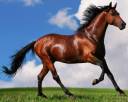 arabian horse brown1.jpg