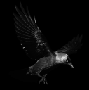 jackdaw2_by_frank_1956-d5wmaqp.png