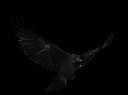 jackdaw_by_frank_1956-d5t1hqz.png