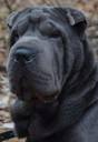 chinese-shar-pei-2.jpg