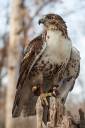 Red-Tail-Hawk-9547web.jpg