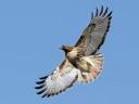 red tailed hawk2.jpg