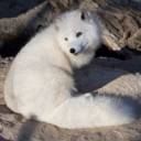 arctic-animals-arctic-fox.jpg