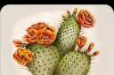 flowercactus.png