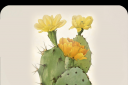 taco cactus.png