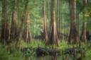 Cypress-Swamp.jpg