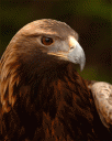 eagle.gif